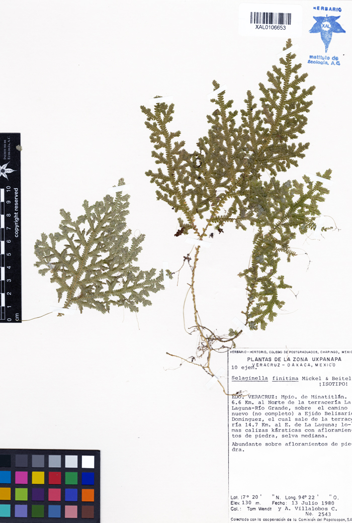 Selaginella finitima